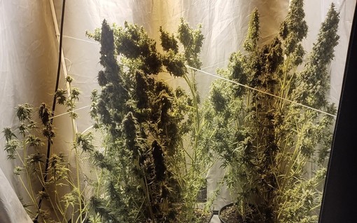 In casa coltivava una mini serra con dodici piante di marijuana: arrestato