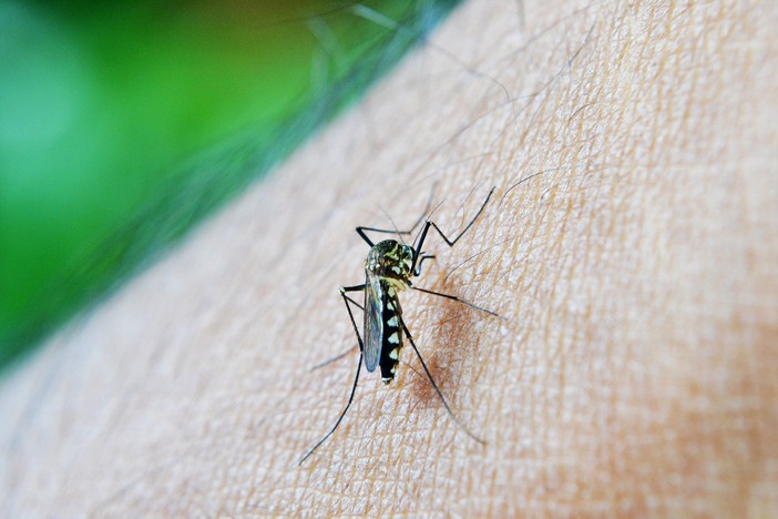 Dengue, ultima notte di disinfestazioni a Busto