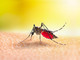 Due casi di Dengue a Busto. Scatta la disinfestazione