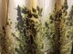 In casa coltivava una mini serra con dodici piante di marijuana: arrestato