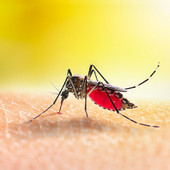 Due casi di Dengue a Busto. Scatta la disinfestazione