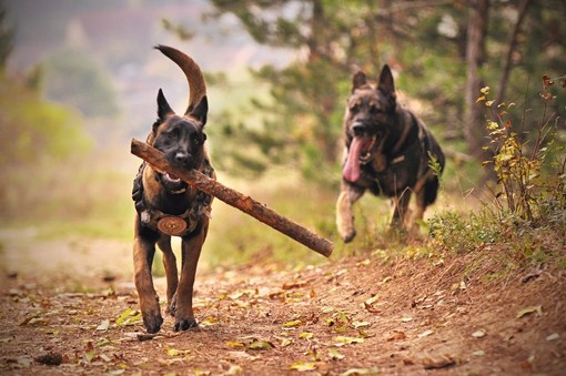 Displasia dell'anca nei cani: sintomi, cause e approcci terapeutici