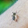 Dengue, ultima notte di disinfestazioni a Busto