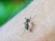 Dengue, ultima notte di disinfestazioni a Busto
