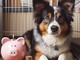 Ai cagnolini i centesimi che nessuno vuole: arrivano quasi mille euro