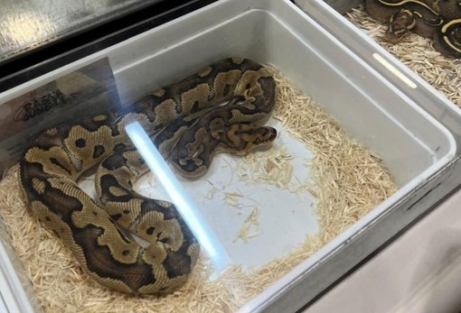 Presidio di protesta a Esotika Pet Show