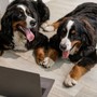 Migliorare la Digestione dei Nostri Amici Animali con Florentero Act