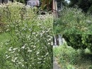 «Tagliate la foresta in via Macca»