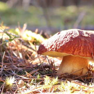 Tempo di funghi, ecco come sta andando la stagione dalle nostre parti