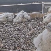 Balòss, Cumenda o Sciura. Al via il totonomi per i falchetti del Pirellone Balòss, Cumenda o Sciura. Al via il totonomi per i falchetti del Pirellone