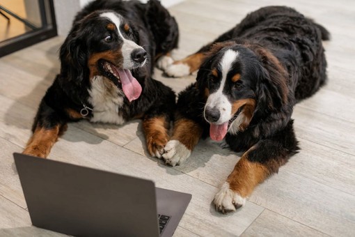 Migliorare la Digestione dei Nostri Amici Animali con Florentero Act