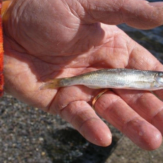 Quando i depuratori si trasformano in culle di biodiversità