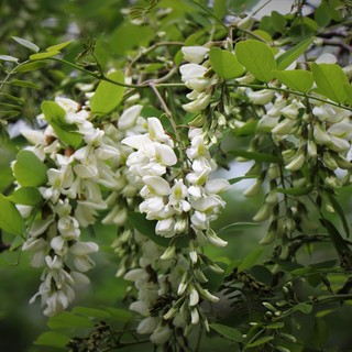“i pacialoci” - fiori delle robinie