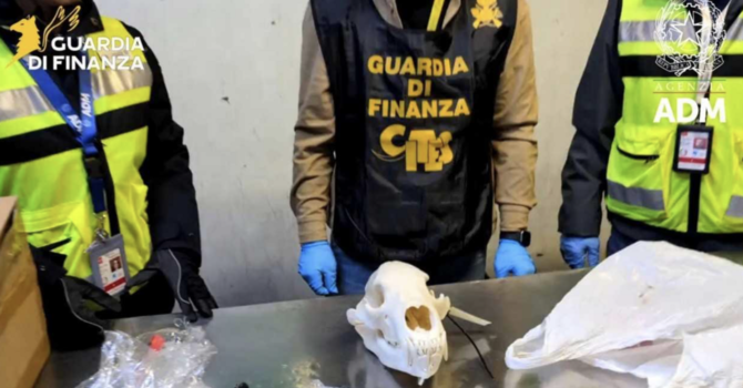 La Guardia di Finanza sequestra un cranio di orso bruno a Malpensa