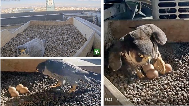 LA STORIA. Perché non riusciamo a staccare gli occhi da Giulia e Giò sul grattacielo. Che ci aiutino ad ammirare ogni piccola e irresistibile rinascita accanto a noi