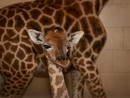Il miracolo della vita al Safari Park Lago Maggiore: nasce un cucciolo di giraffa