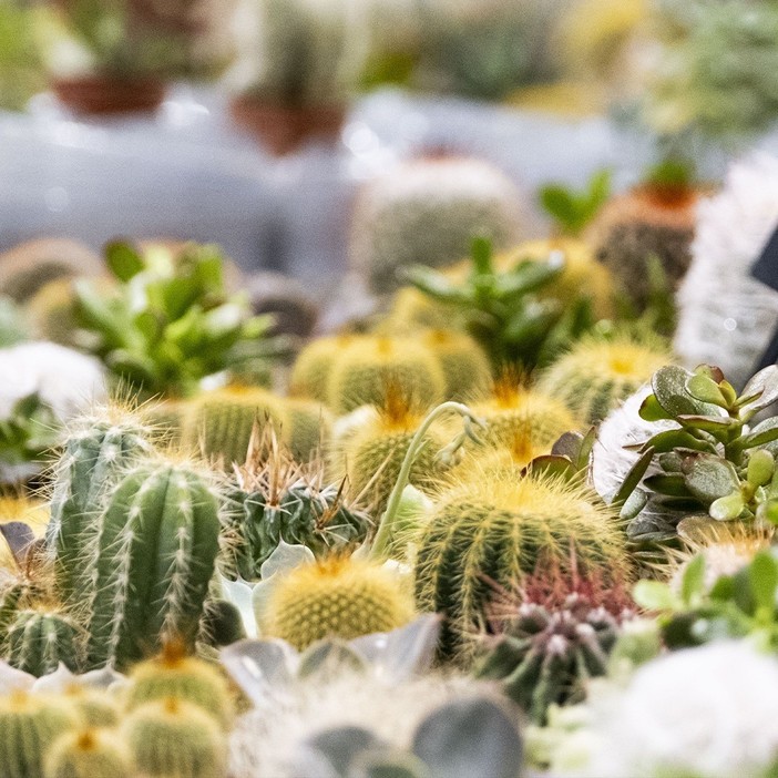 Gardenium torna a MalpensaFiere: la seconda edizione della fiera dedicata al verde e al giardinaggio