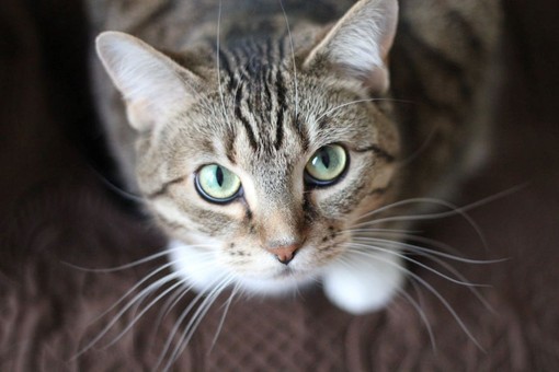 Sempre più gatti nelle case dei varesini: in provincia sono oltre 47mila