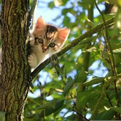 "… rampegò teme'l gattu"" - …. arrampicarsi come il gatto "… rampegò teme'l gattu"" - …. arrampicarsi come il gatto