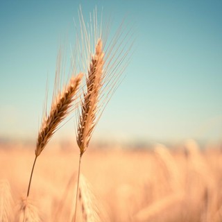 “Agustu... l'e dre'n dò” - Agosto... se ne sta andando