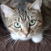Sempre più gatti nelle case dei varesini: in provincia sono oltre 47mila