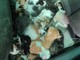 VIDEO. Ad Olgiate salvati 19 gattini ritrovati in zona via Busto Fagnano