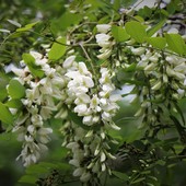 “i pacialoci” - fiori delle robinie