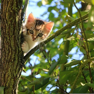 "… rampegò teme'l gattu"" - …. arrampicarsi come il gatto