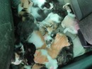VIDEO. Ad Olgiate salvati 19 gattini ritrovati in zona via Busto Fagnano
