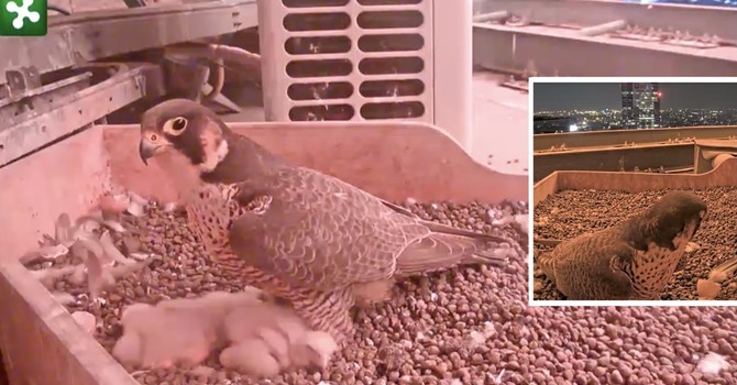 LA FOTO. Buonanotte sognatori: c'è una città che non si addormenta, ma mai come la vostra mamma