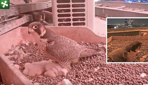 LA FOTO. Buonanotte sognatori: c'è una città che non si addormenta, ma mai come la vostra mamma