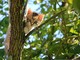 "… rampegò teme'l gattu"" - …. arrampicarsi come il gatto "… rampegò teme'l gattu"" - …. arrampicarsi come il gatto