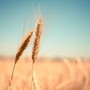 “Agustu... l'e dre'n dò” - Agosto... se ne sta andando