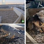 LA STORIA. Perché non riusciamo a staccare gli occhi da Giulia e Giò sul grattacielo. Che ci aiutino ad ammirare ogni piccola e irresistibile rinascita accanto a noi