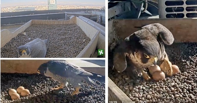 LA STORIA. Perché non riusciamo a staccare gli occhi da Giulia e Giò sul grattacielo. Che ci aiutino ad ammirare ogni piccola e irresistibile rinascita accanto a noi