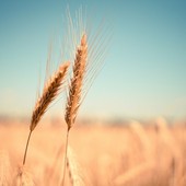 “Agustu... l'e dre'n dò” - Agosto... se ne sta andando