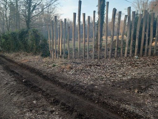 Crenna, tagli nel bosco e raccolta firme: il confronto tra cittadini e Parco del Ticino