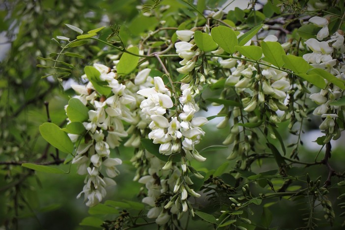 “i pacialoci” - fiori delle robinie
