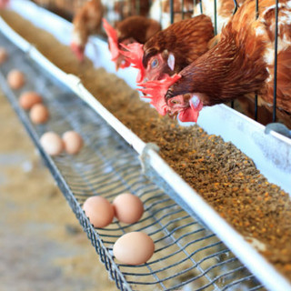 Olgiate Olona, focolaio di influenza aviaria in un allevamento: misure di sicurezza attivate Olgiate Olona, focolaio di influenza aviaria in un allevamento: misure di sicurezza attivate