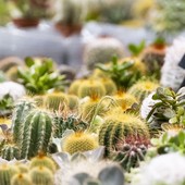 Gardenium torna a MalpensaFiere: la seconda edizione della fiera dedicata al verde e al giardinaggio