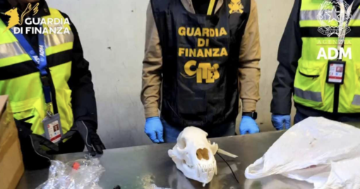 La Guardia di Finanza sequestra un cranio di orso bruno a Malpensa La Guardia di Finanza sequestra un cranio di orso bruno a Malpensa