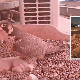 LA FOTO. Buonanotte sognatori: c'è una città che non si addormenta, ma mai come la vostra mamma