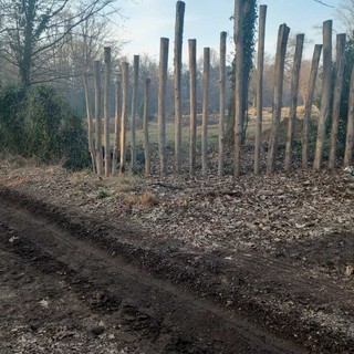 Crenna, tagli nel bosco e raccolta firme: il confronto tra cittadini e Parco del Ticino