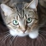 Sempre più gatti nelle case dei varesini: in provincia sono oltre 47mila