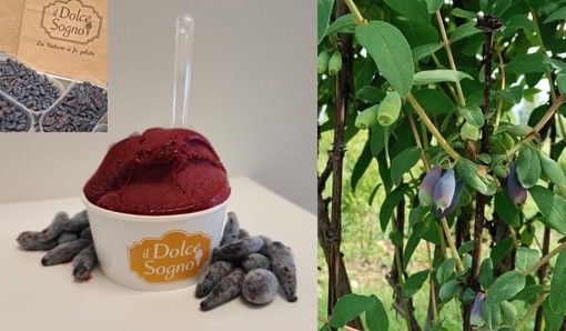 Haskap, il gelato che fa bene alla salute. E unisce i sogni