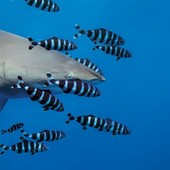 A Milano “The living sea: underwater photography by Hussain Aga Khan”