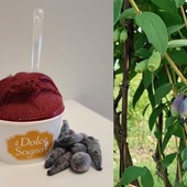 Haskap, il gelato che fa bene alla salute. E unisce i sogni