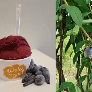 Haskap, il gelato che fa bene alla salute. E unisce i sogni