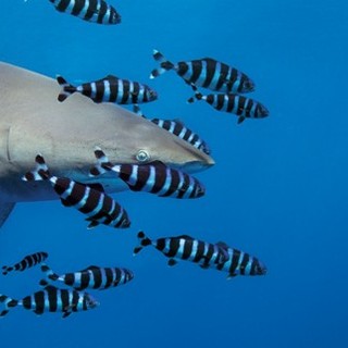 A Milano “The living sea: underwater photography by Hussain Aga Khan”