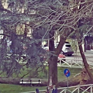 Forte vento, parchi chiusi a Busto. Crolla un albero a Beata Giuliana